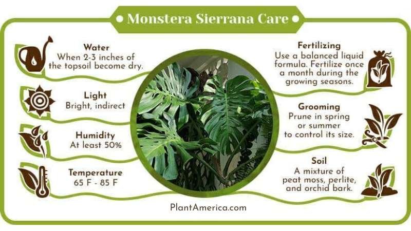Monstera Sierrana Care Infographic ~ Plant America Monstera Sierrana: Tips and Tricks To Grow the Gorgeous Plant at Home
