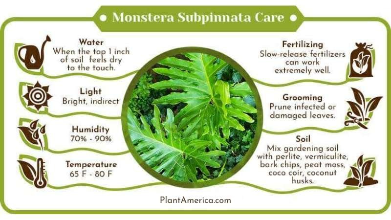 Monstera Subpinnata Care Infographic ~ Plant America