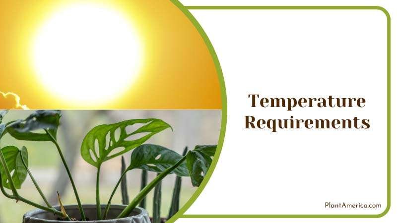 Content Image Plant Profile Sujon Monstera Temperature Require