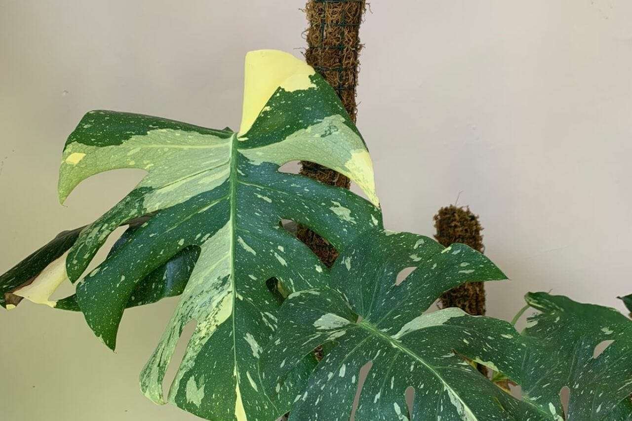 Monstera Thai Constellation Plant America