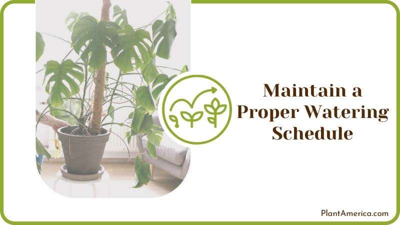 How to Content IMAGE Monstera Watering Schedule