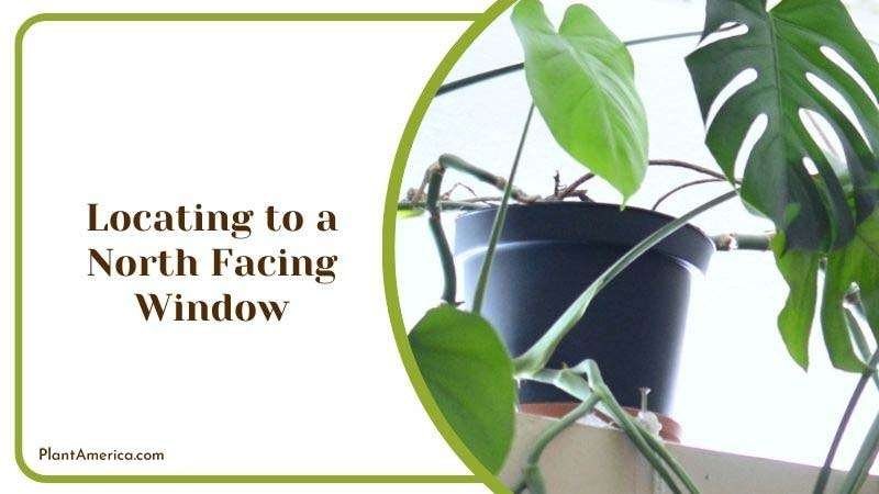 Monstera at Facing Window ~ PlantAmerica