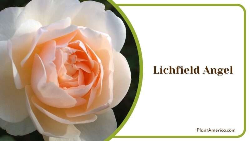 Monumental Masterpiece Lichfield Ange Plant America