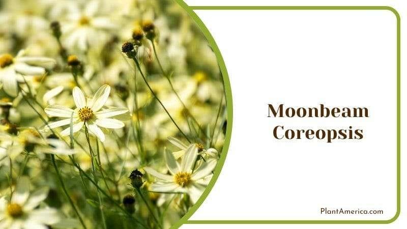Moonbeam Coreopsis PlantAmerica
