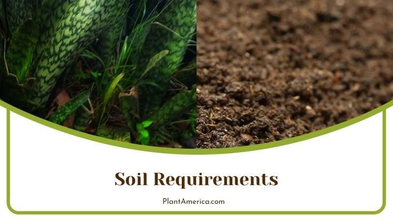 Moonshine Grows in Well Drained Soil PlantAmerica