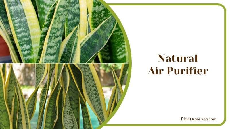 Moonshine Known as Air Purifier PlantAmerica