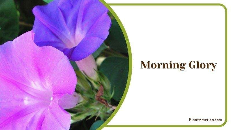 Morning Glory Plant America 1