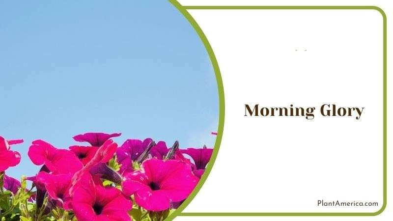Morning Glory Plant America 2