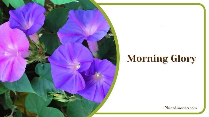 Morning Glory PlantAmerica