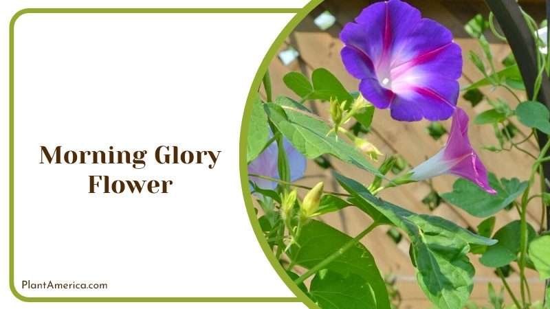 Morning Glory Vine Plant America