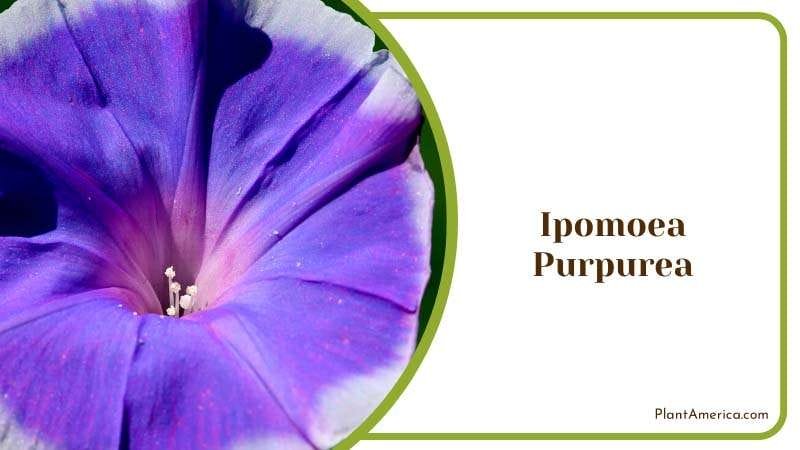 Morning Glory of Ipomoea Purpurea Plant America