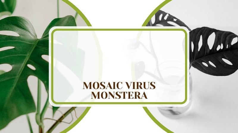 Mosaic Virus Monstera ~ PlantAmerica