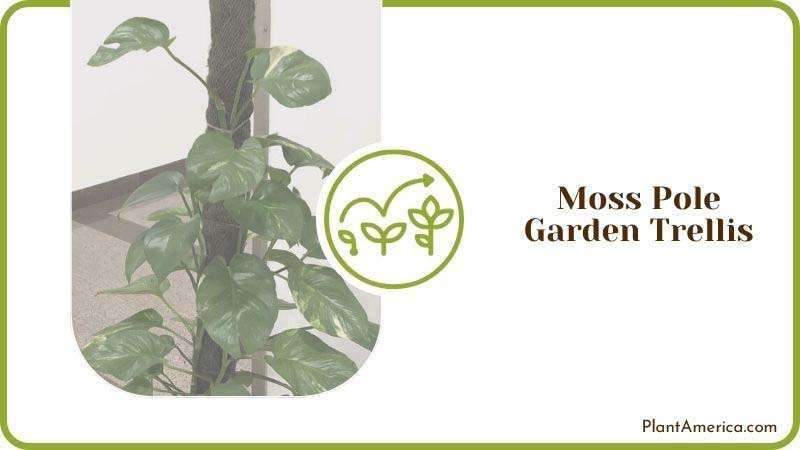 Moss Pole Garden Trellis Plant America