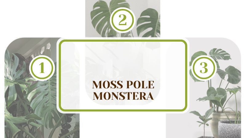 Moss Pole Monstera ~ PlantAmerica