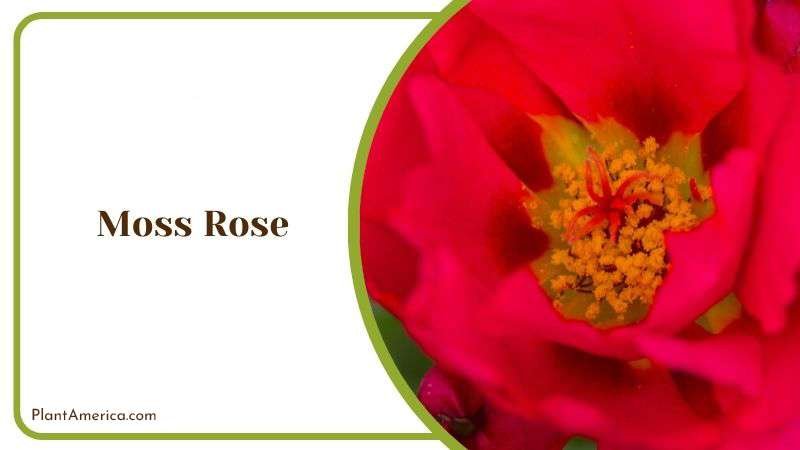 Moss Rose Plant America Moss Rose Plant America