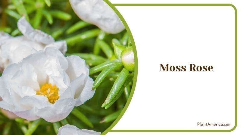 Moss Rose PlantAmerica Moss Rose PlantAmerica