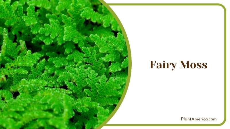 Moss for a Cleaner Pond Plant America