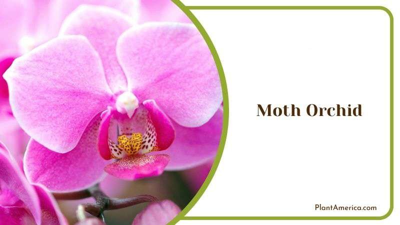 Moth Orchid Plant America