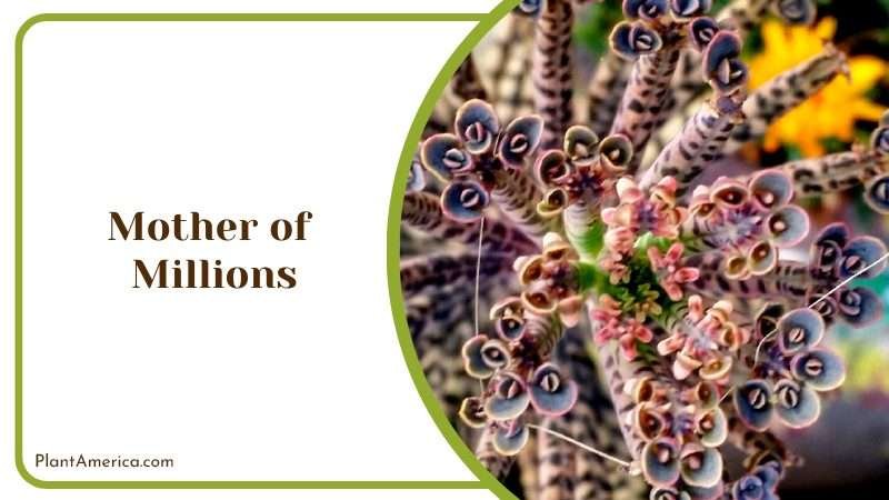 Mother of Millions is a Succulent Plant Plant America