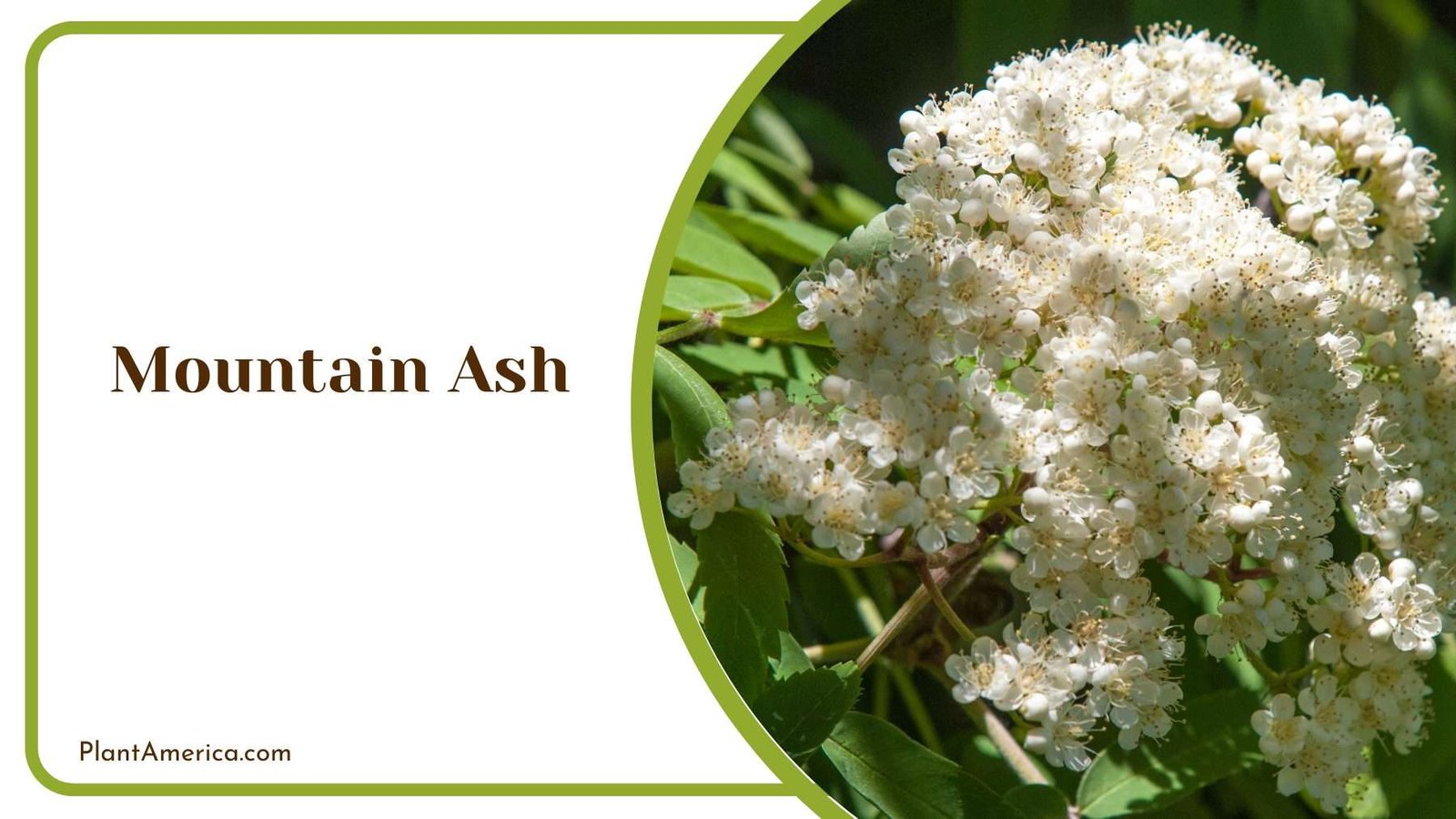 Mountain Ash Tree Plant America