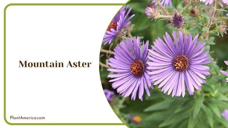 Mountain Aster leaf Phacelia Plant America