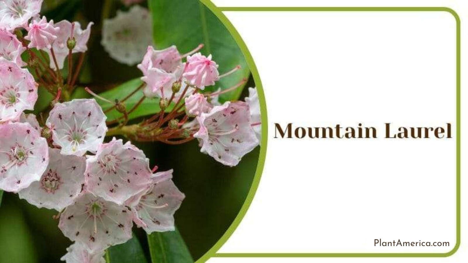 Mountain Laurel Plant America