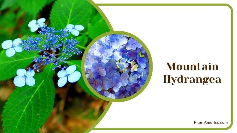 Mountain Majesty Hydrangea Plant America