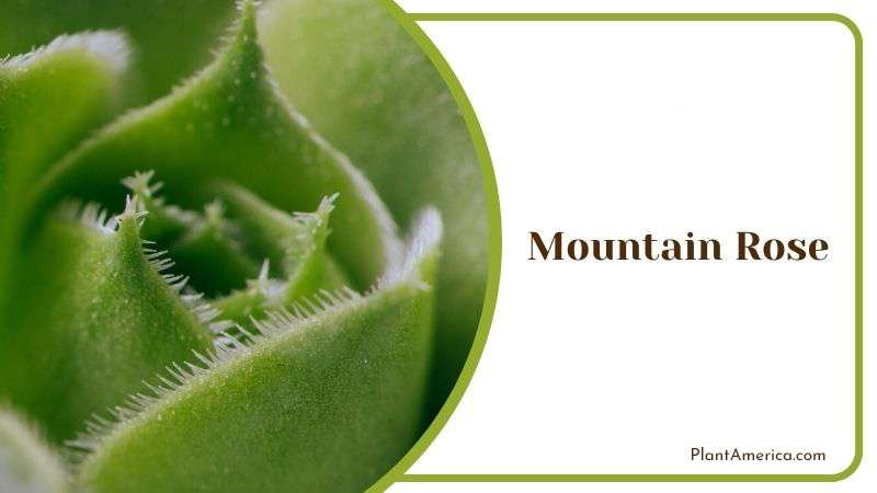 Mountain Rose Plant America Mountain Rose Plant America