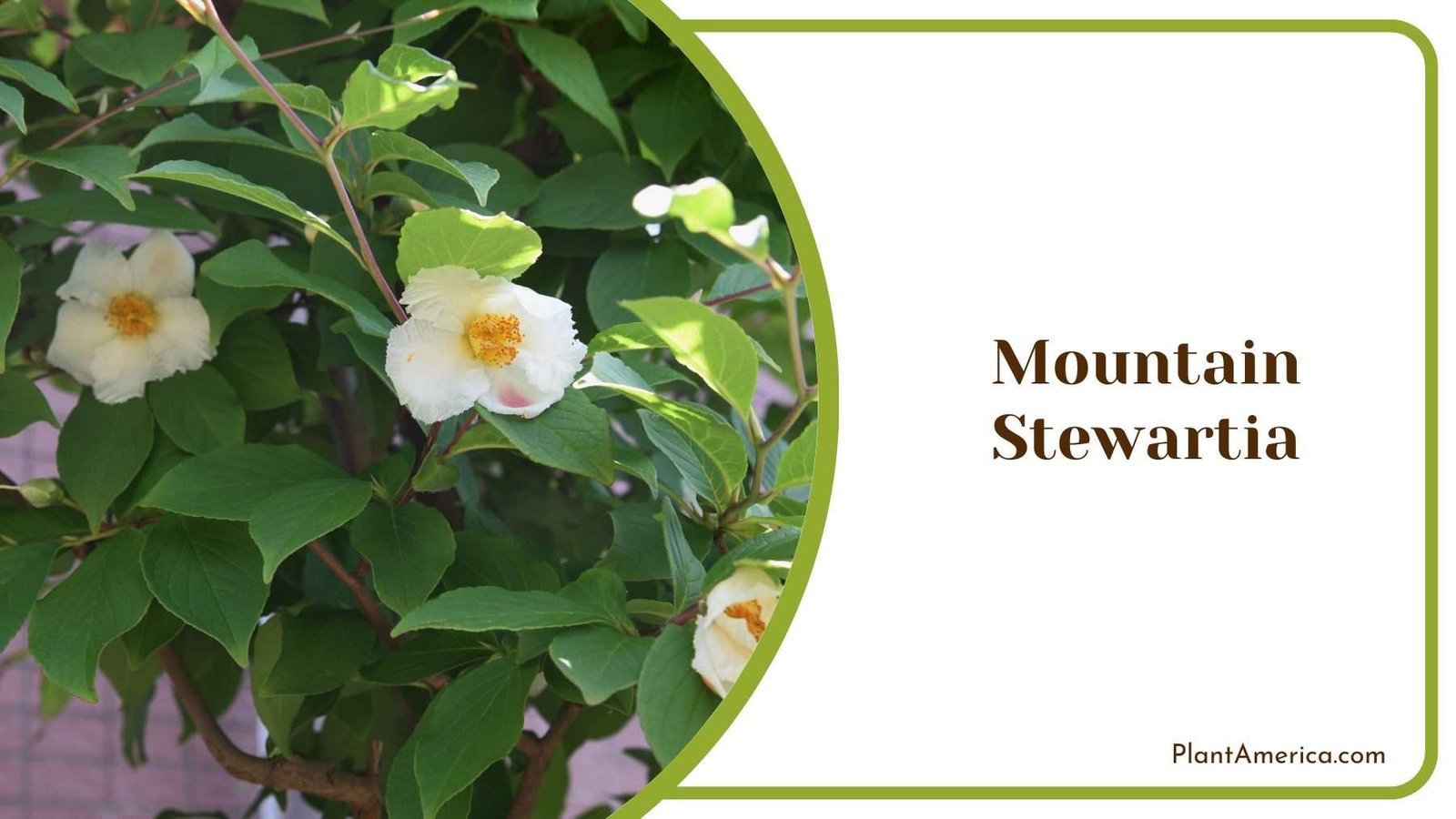 Mountain Stewartia Plant America
