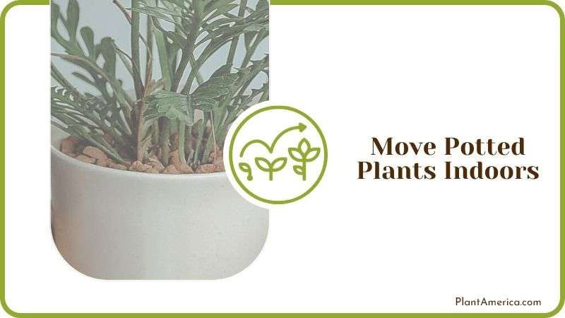 Move Potted Plants Indoors Plant America