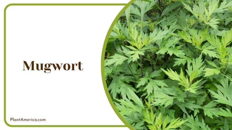 Mugwort grow in gardens for natural pest control PlantAmerica