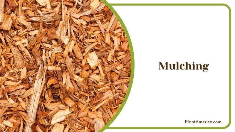 Mulching Plant America 1 Mulching Plant America 1