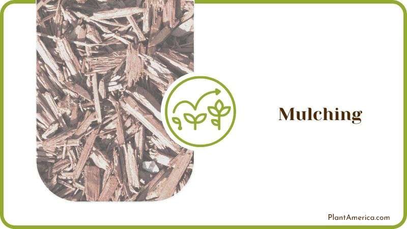 Mulching Plant America