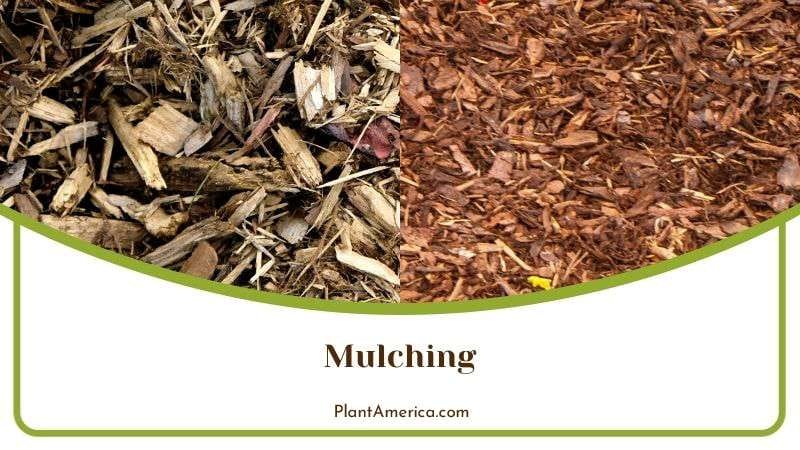 Mulching Process of Strawberry Plants Plant America