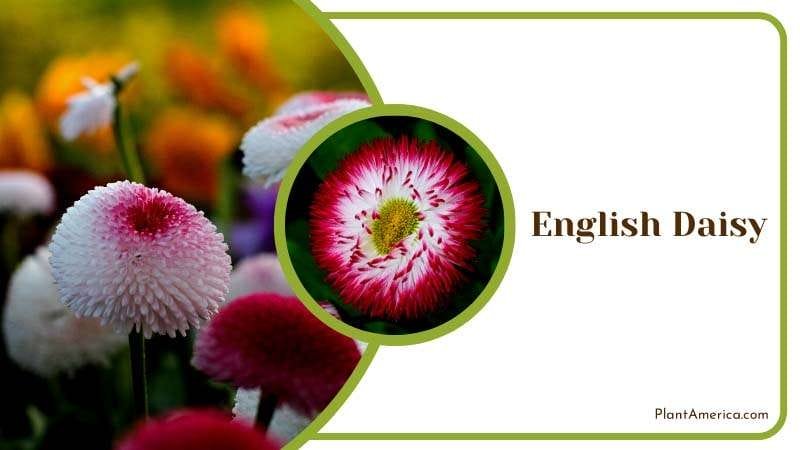 Multi Color English Daisy in Garden Plant America Multi Color English Daisy in Garden Plant America