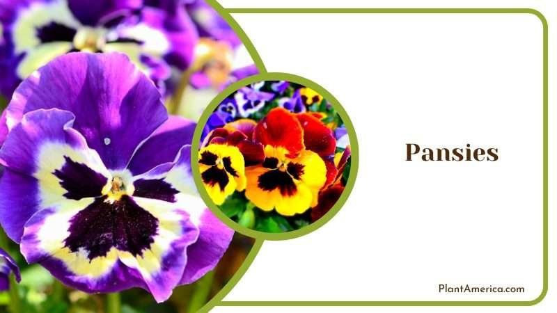 Multi Color Pansies Flowers Plant America