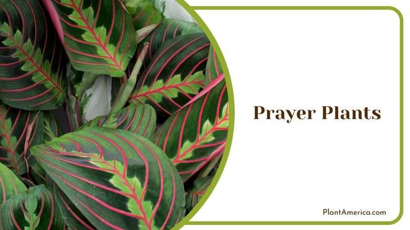 Multi Colored Leaves of Prayer Plants Plant America Multi Colored Leaves of Prayer Plants Plant America