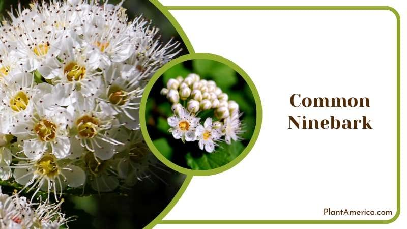 Multi Stemmed Common Ninebark Shrub Plant America Multi Stemmed Common Ninebark Shrub Plant America