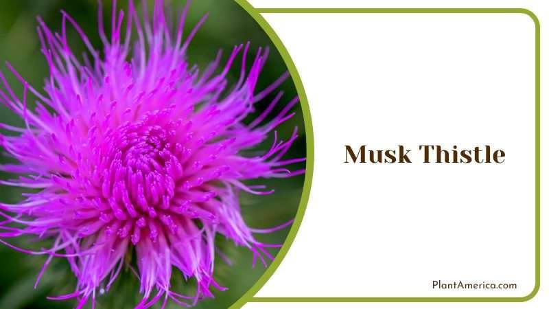Musk Thistle Weed Plant America Musk Thistle Weed Plant America