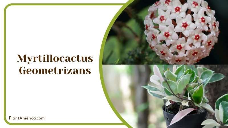 Myrtillocactus Geometrizans Plant America 1