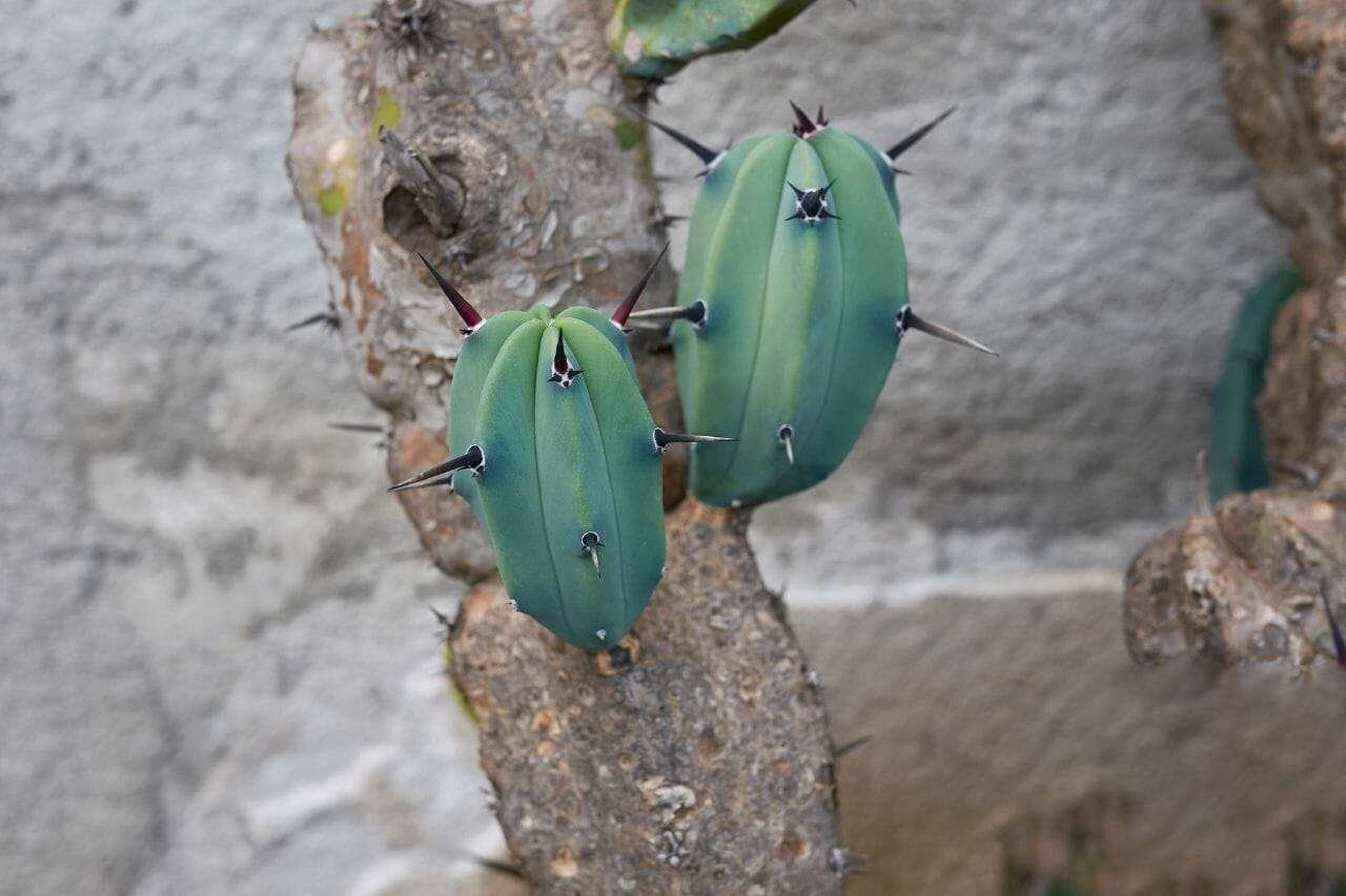 Myrtillocactus Geometrizans Plant America Myrtillocactus Geometrizans Plant America