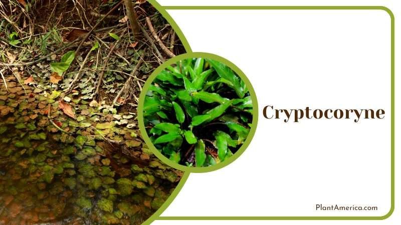 Mysterious Cryptocoryne Plant Plant America