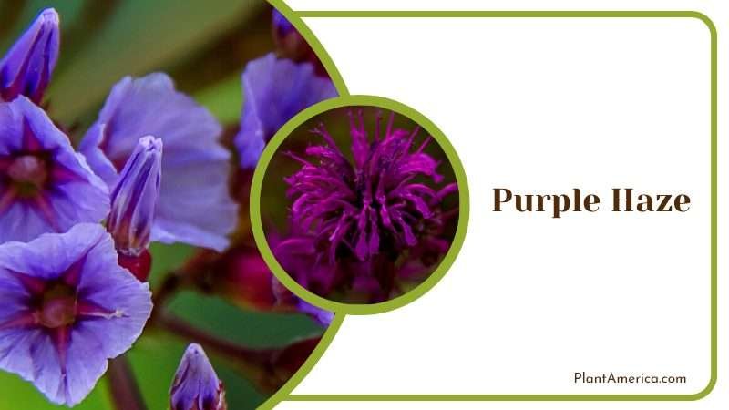 Mysterious Purple Haze Flowers Plant America