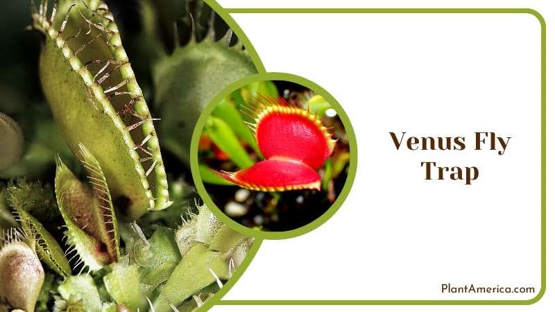 Mysterious Venus Flytrap Plant America