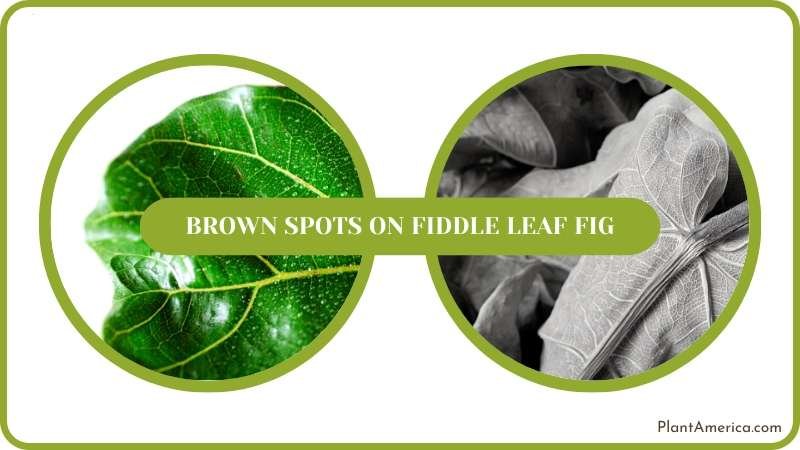 Mystery of Brown Spots on Fiddle Leaf Fig Leaves Plant America