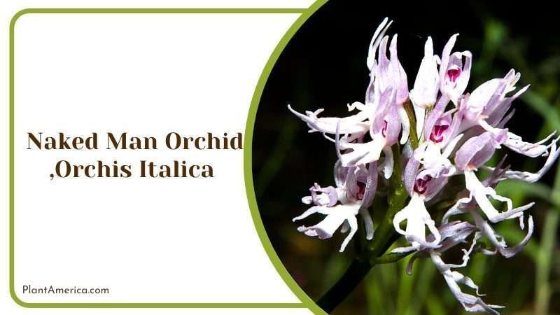 Naked Man Orchid Plant America 1
