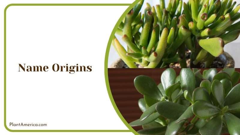 Name Origins J R R Tolkien Plant America