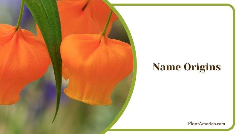 Name Origins of Sandersonia Plant America