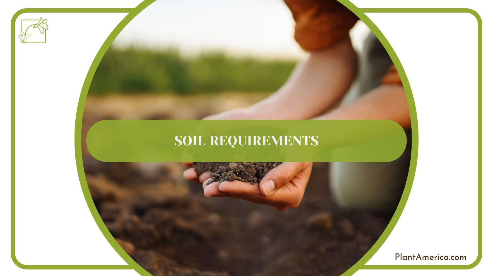 Nanouk Soil Requirements PlantAmerica