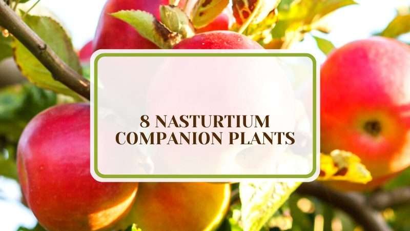Nasturtium Companion Plants Plant America 8 Nasturtium Companion Plants of Key Benefits to Each Other